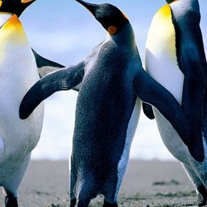 Meet your Posher, Conner